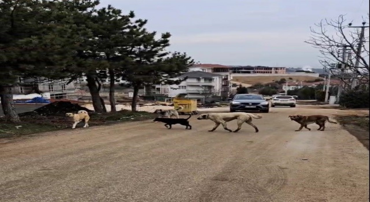 Bilecikte gece sokaklarda insandan çok köpekler geziyor