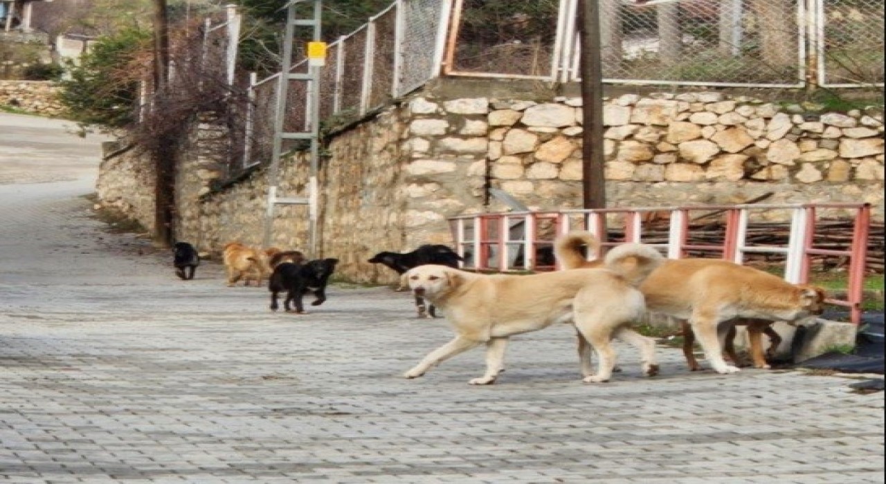 Bilecik'te sokak köpeklerinin hepsi toplanacak