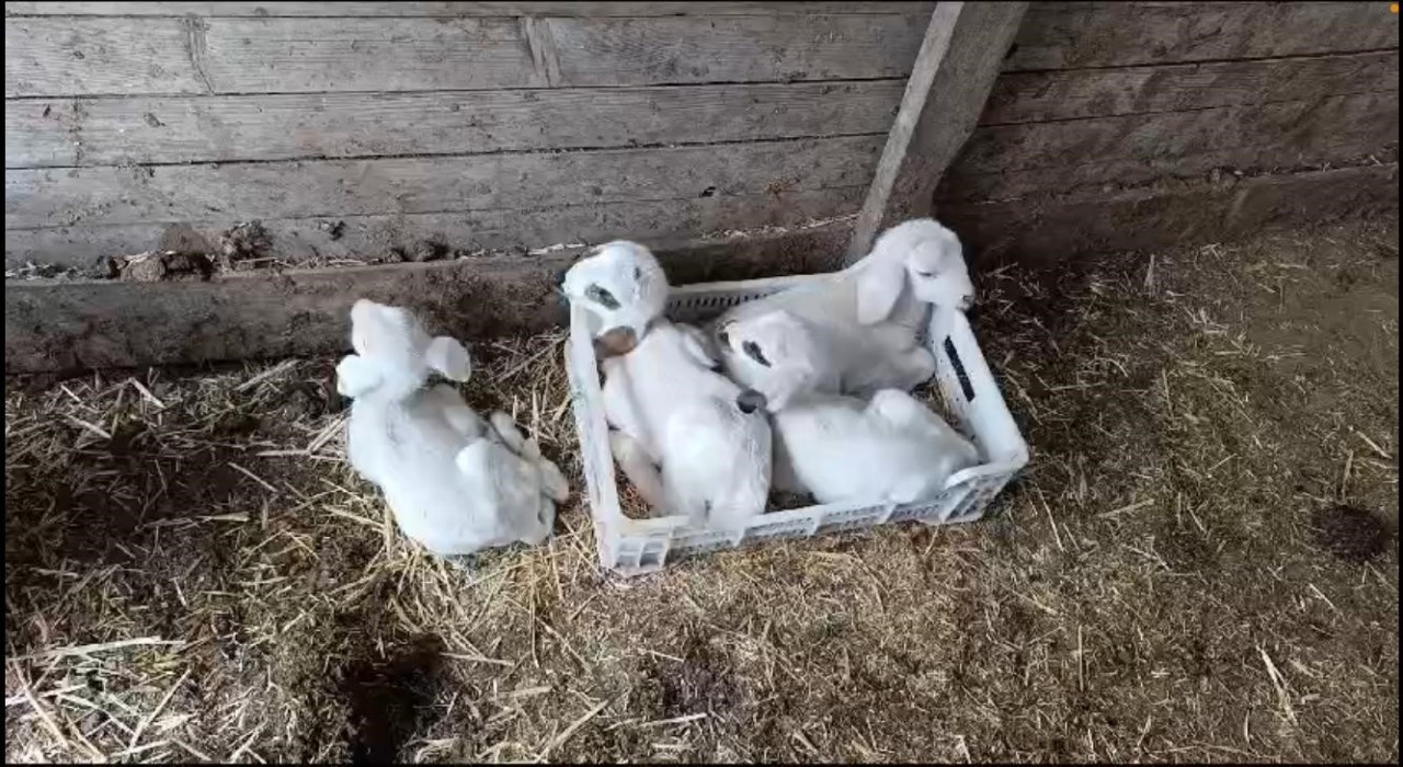 Burdurda bir koyun tek seferde 4 erkek kuzu doğurdu