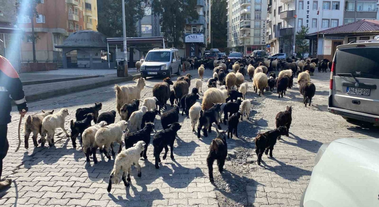 Caddelerde koyun sürüsünü görenler şaşkına döndü! Artvinde yayla göçü erken başladı