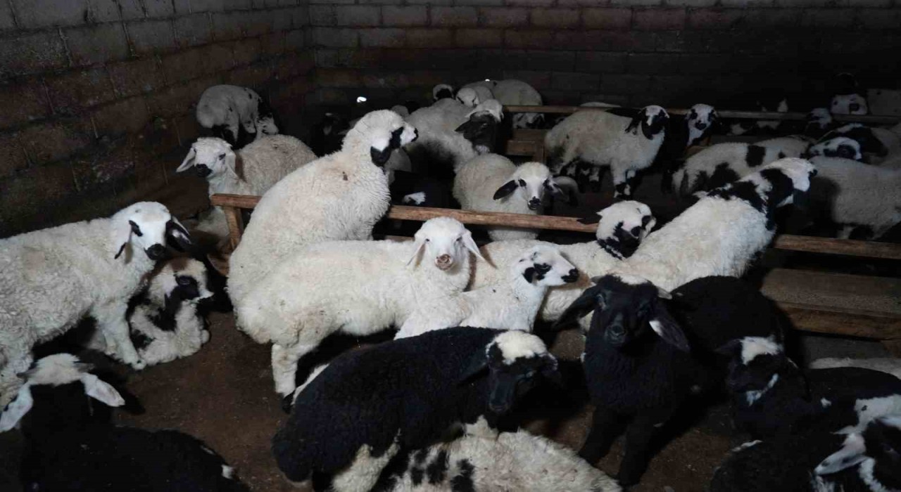Çiftçiler sezona yeni doğan kuzularla sıfırdan başladı