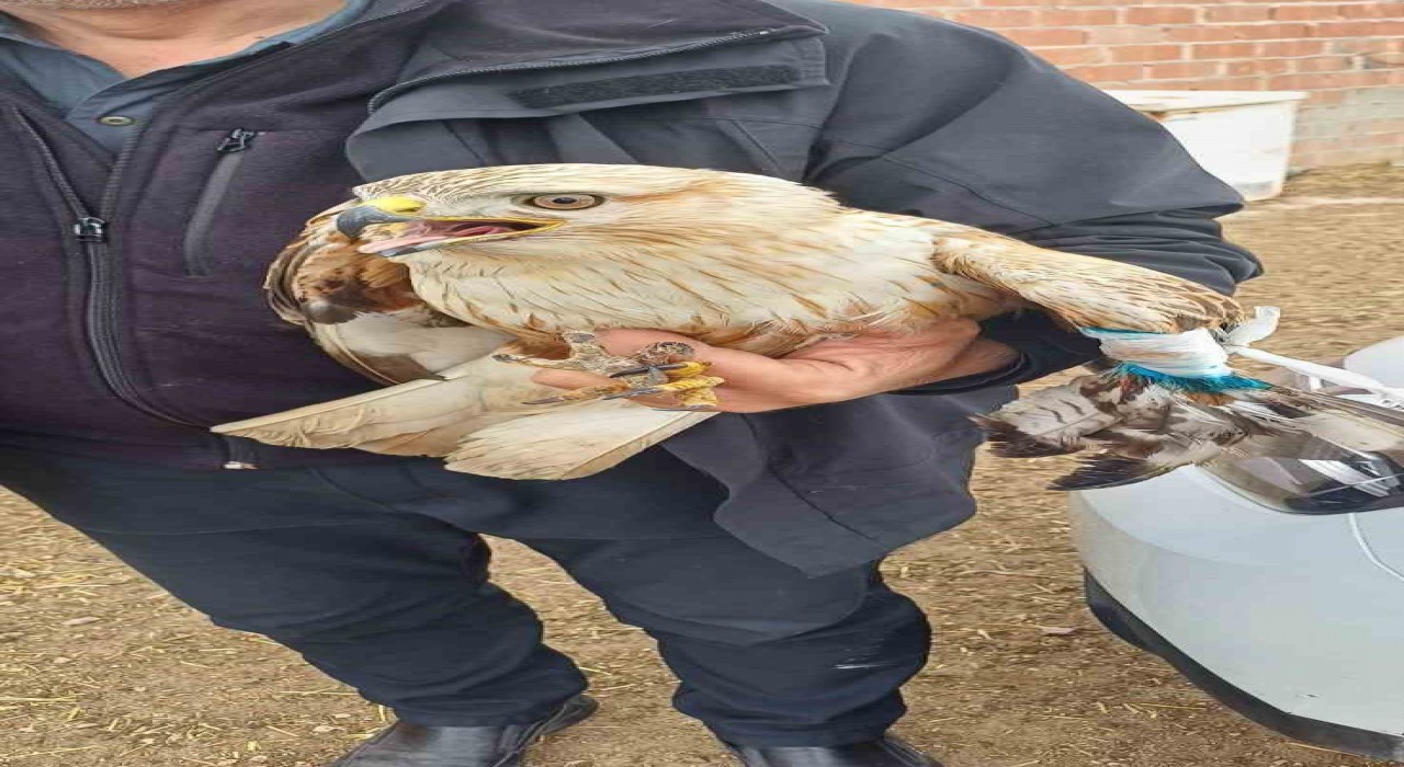 Çobanlar merada yaralı kızıl şahin buldu