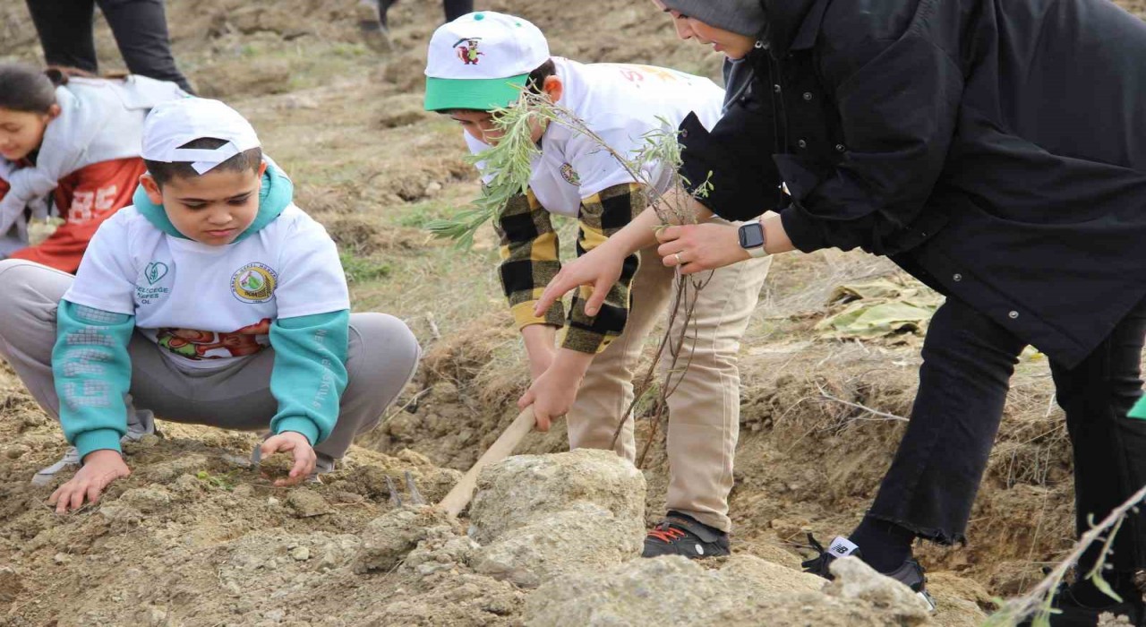 Çorumda yüzlerce ıhlamur ve lavanta fidanı toprakla buluşturuldu