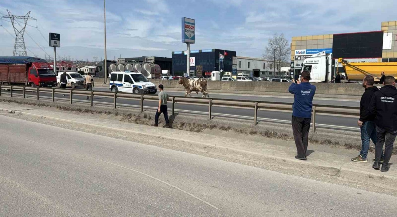D-100e çıkan tosun ortalığı birbirine kattı: O anlar kamerada