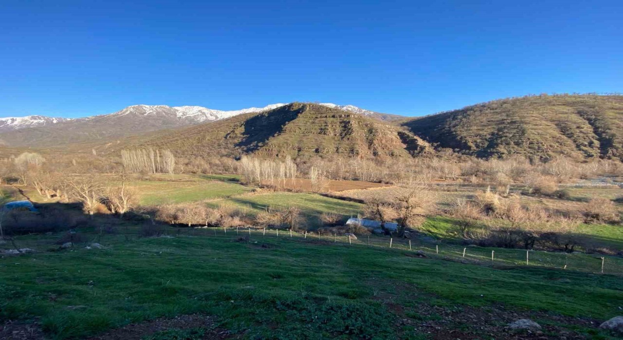 Derecikte köylülerin başı domuz sürüsü ile dertte
