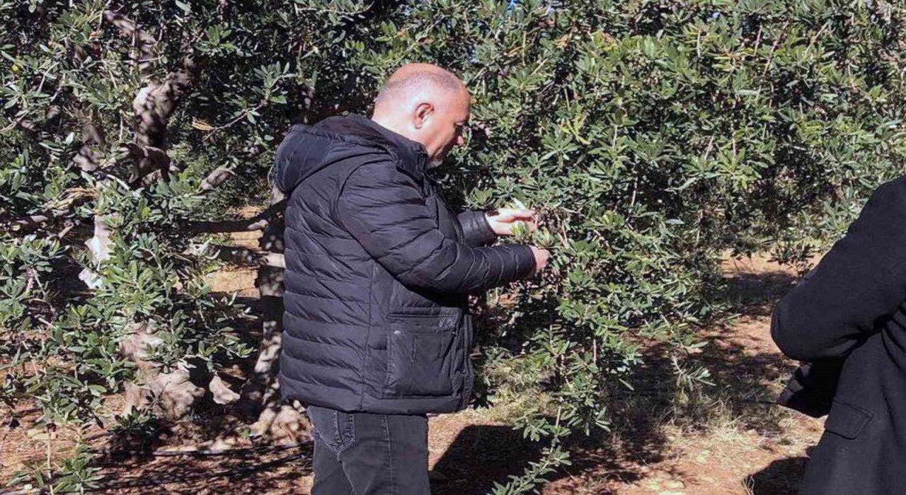 Derikte zeytin dalı kanseri ile mücadele için eğitim ve ilaç desteği başlatıldı