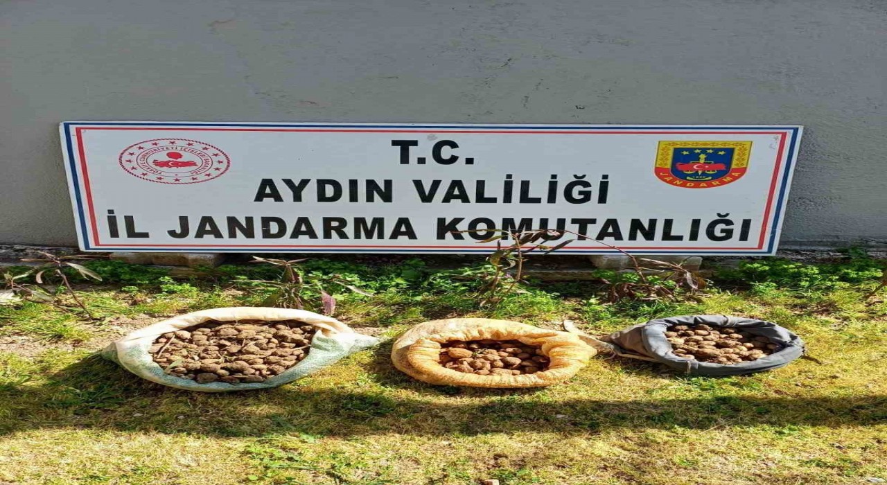 Didimde 10 kilo salep toplarken yakalandılar
