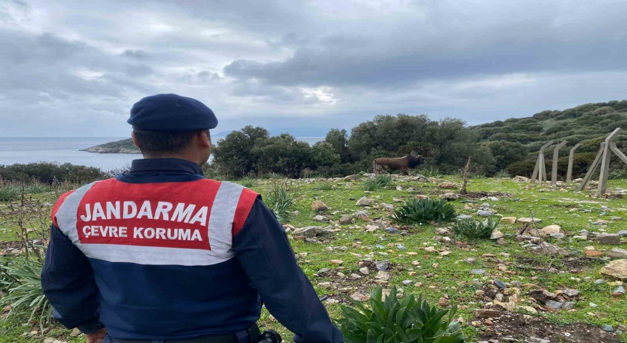 Dilek Yarımadası Milli Parkında jandarma denetimi