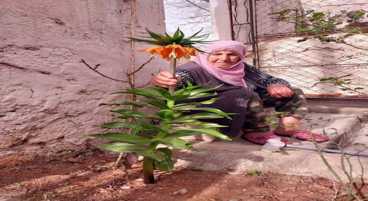 Diyarbakırda 90 yaşındaki kadın, hayatını kaydeden eşinin verdiği ‘ters lalelere gözü gibi bakıyor
