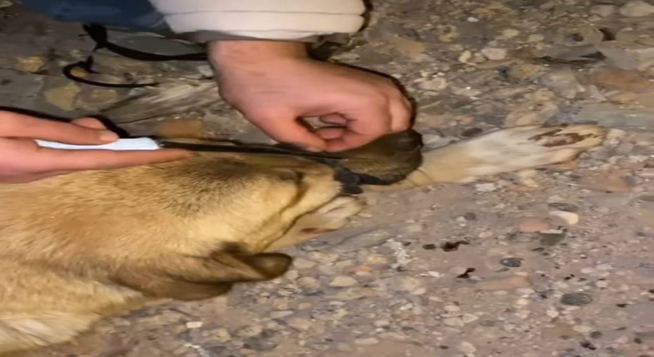 Diyarbakırda ağzı bağlanan köpeği, polis ve vatandaşlar kurtardı