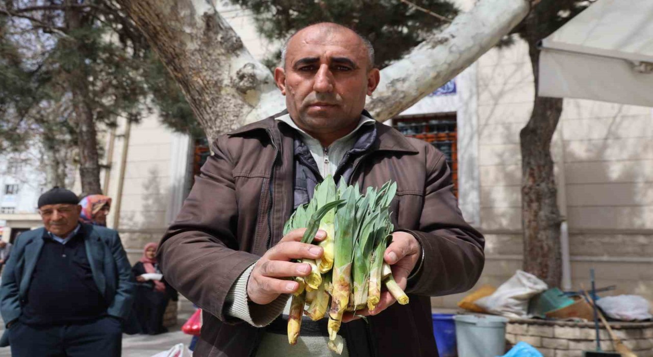Doğal antibiyotik ‘çiriş otu tezgahlarda yerini aldı