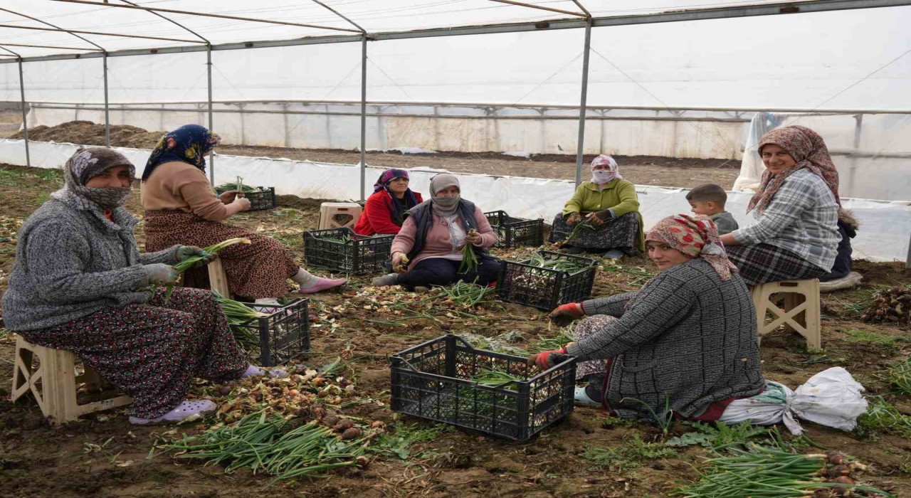 Doğu illeri karla mücadele ederken Iğdırda seralarda üretim yapılıyor