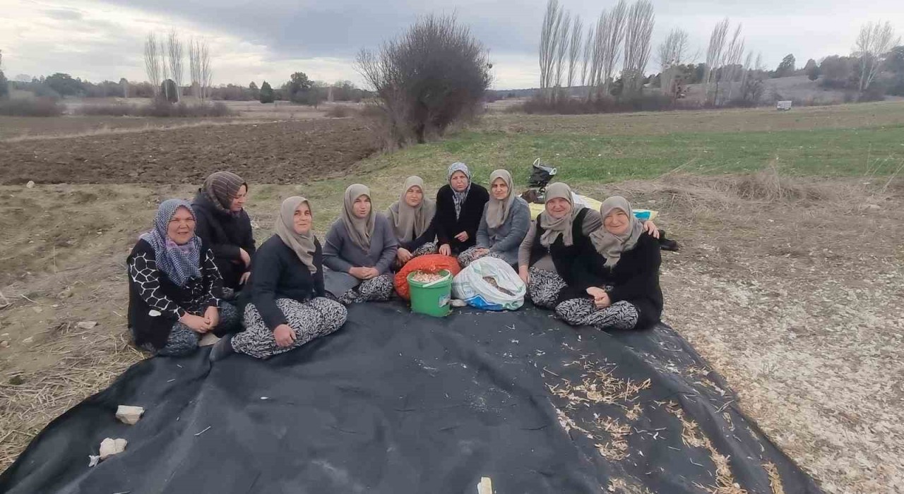Domaniçte ata tohumu sarımsak için harekete geçildi