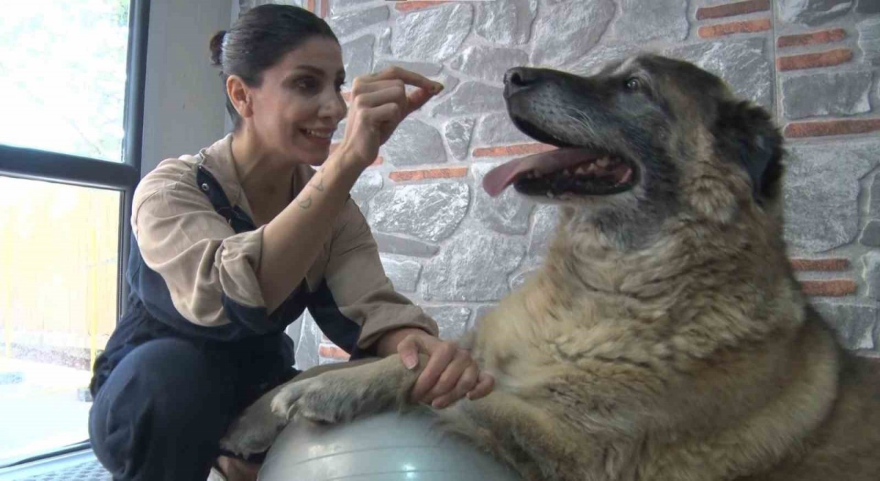 Duman isimli obez köpek spor ve pilates ile zayıflatılıyor