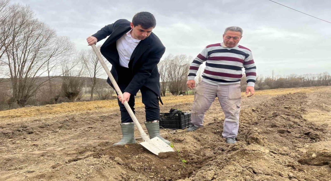 Dumlupınarda böğürtlen fideleri toprakla buluşturuldu