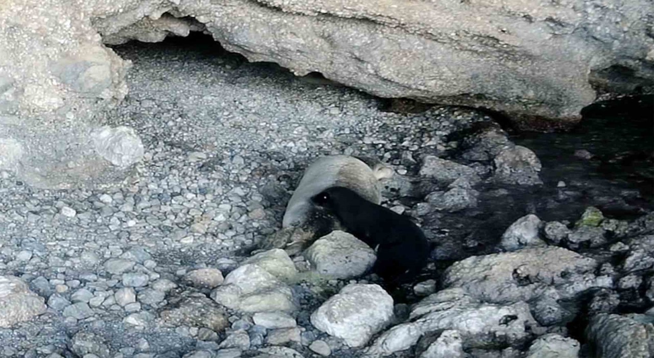 ‘Dünya Fok Gününde yeni doğmuş Akdeniz keşiş foku görüntülendi