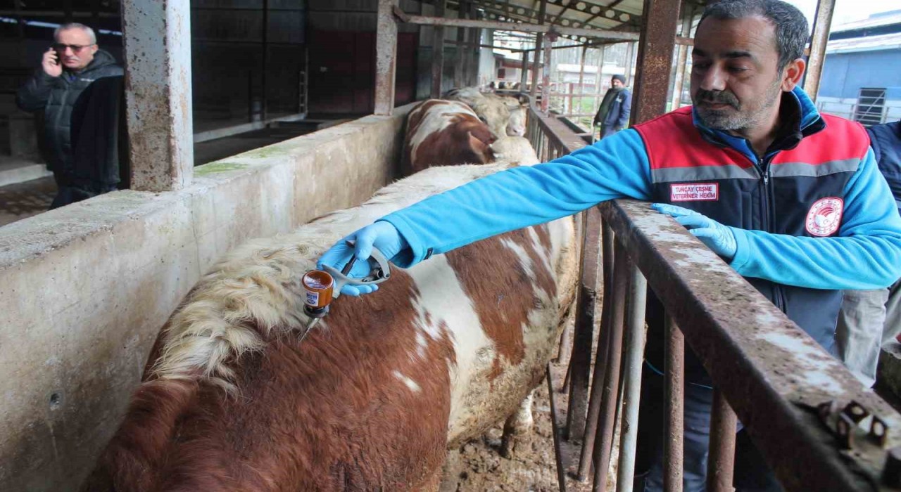 Düzcede 55 bin 810 büyükbaş hayvan aşılanacak