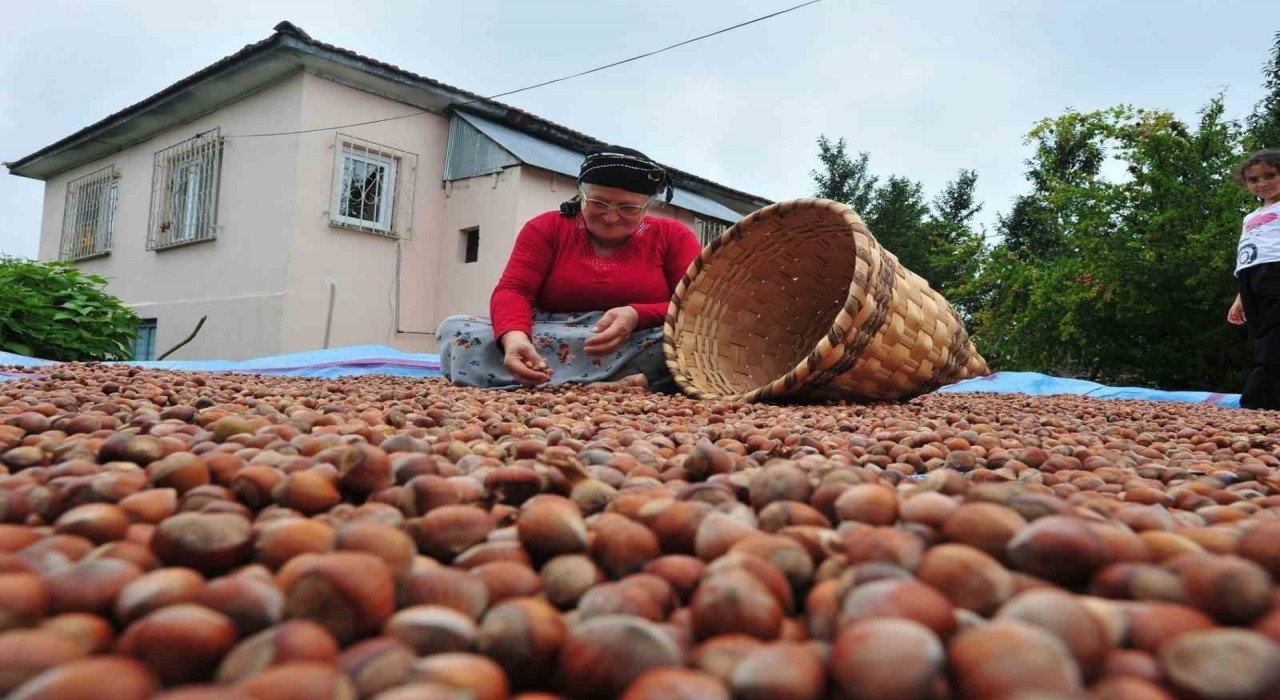 Düzceden AB ülkelerine 5 bin 422 ton fındık ihraç edildi