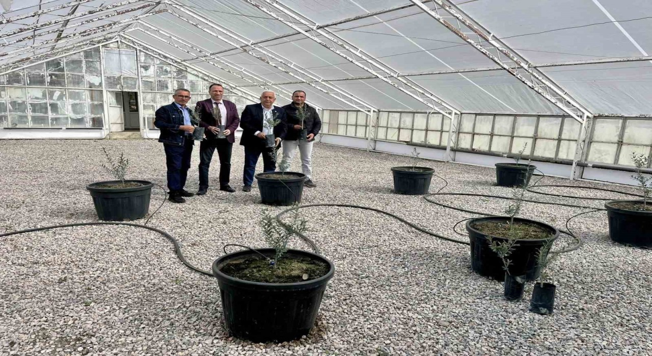 Edremitte yeni yerli zeytin çeşidi tescillendi