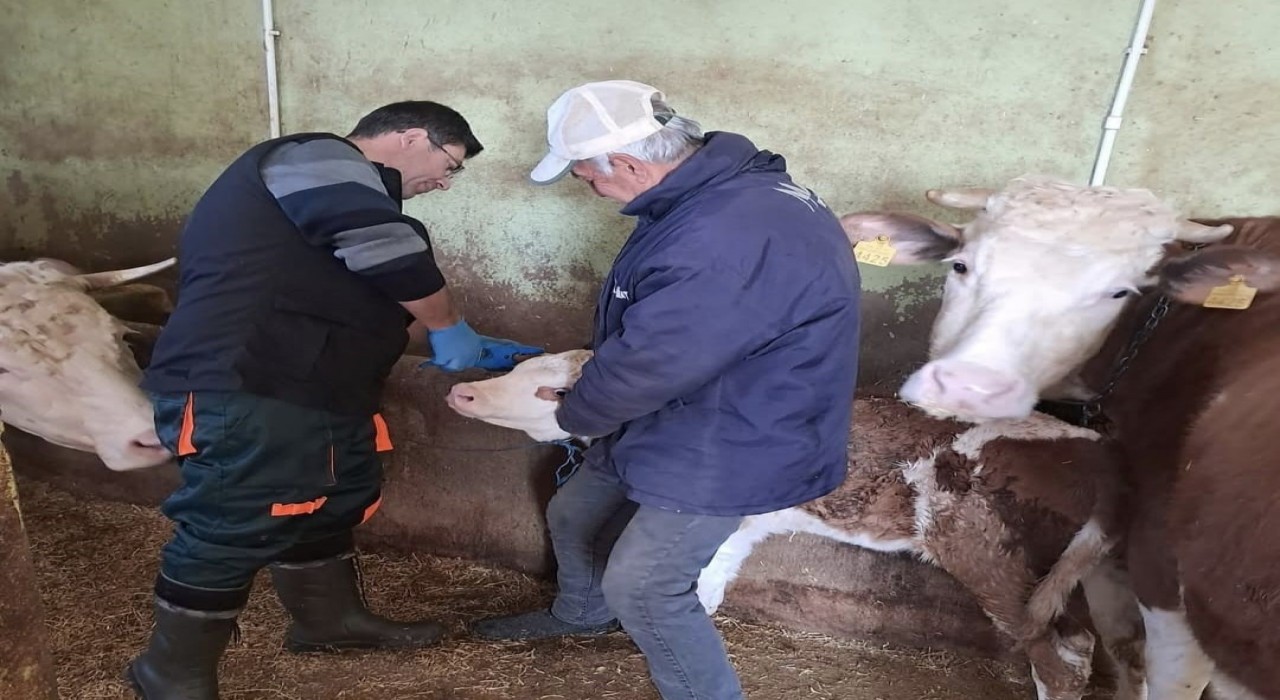 Elazığda aşı ve küpeleme çalışması