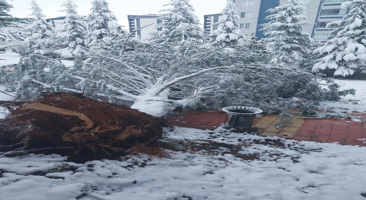 Elazığda kar yağışı sonrası ağaç devrildi