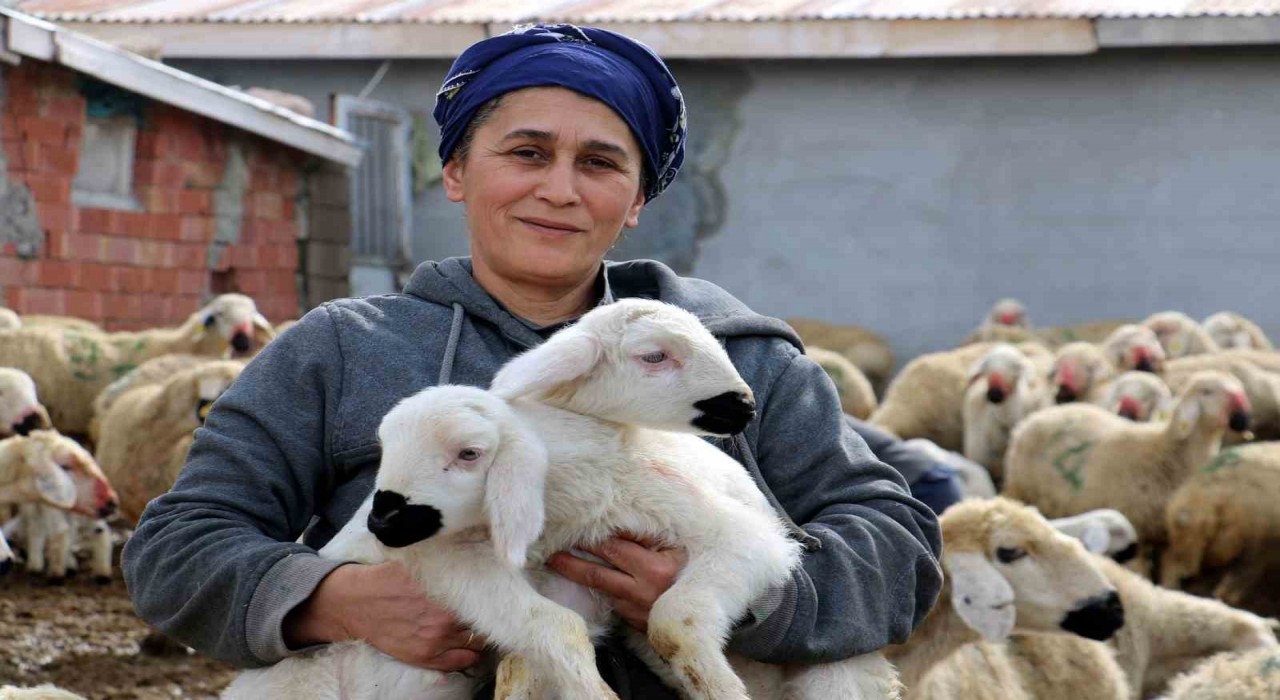 Erzincanda koyun ve kuzuların coşkulu buluşması