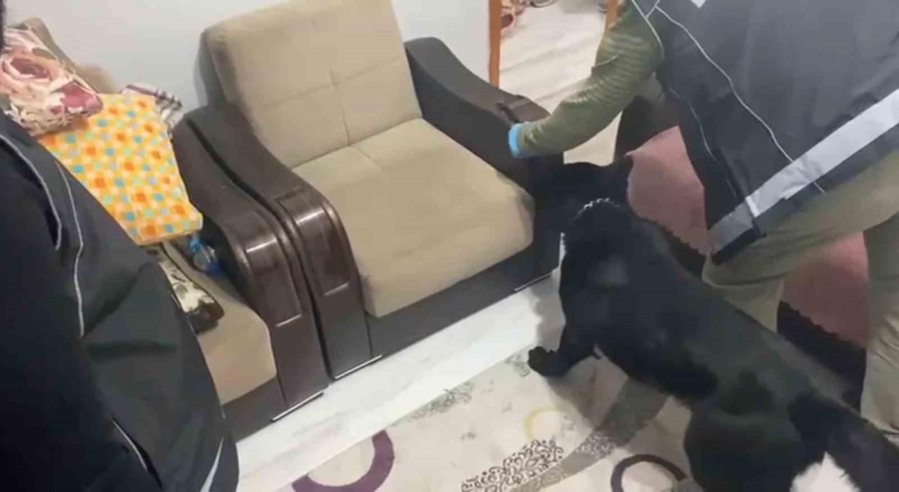 Evdeki koltuğa zulalanmış metamfetamini narkotik köpeği Tony buldu