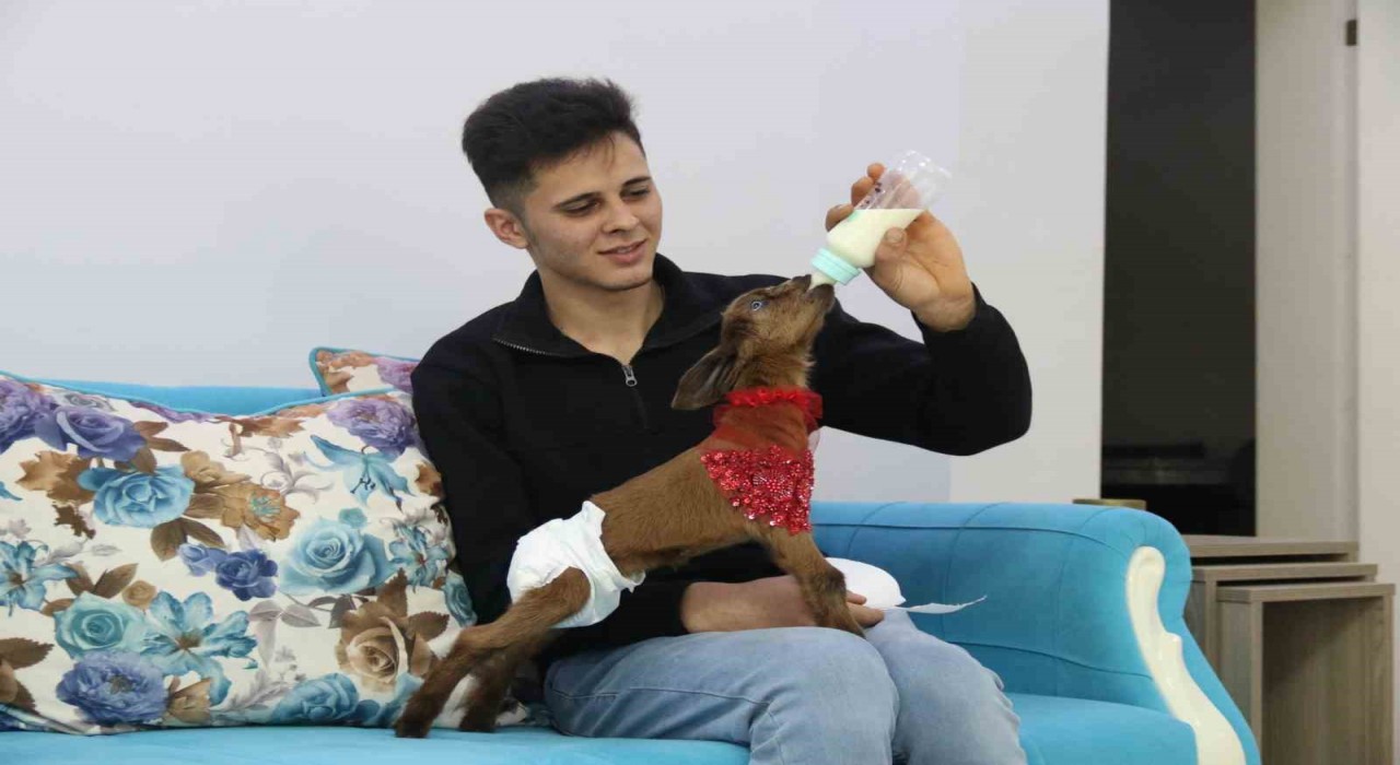 Eve aldığı keçi yavrusuna bebek gibi bakıyor