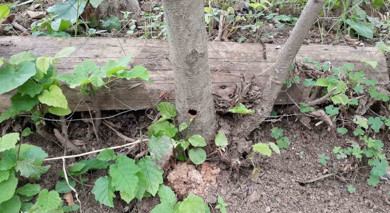 Fındığın kanseri Drakula son evrelerini yaşıyor