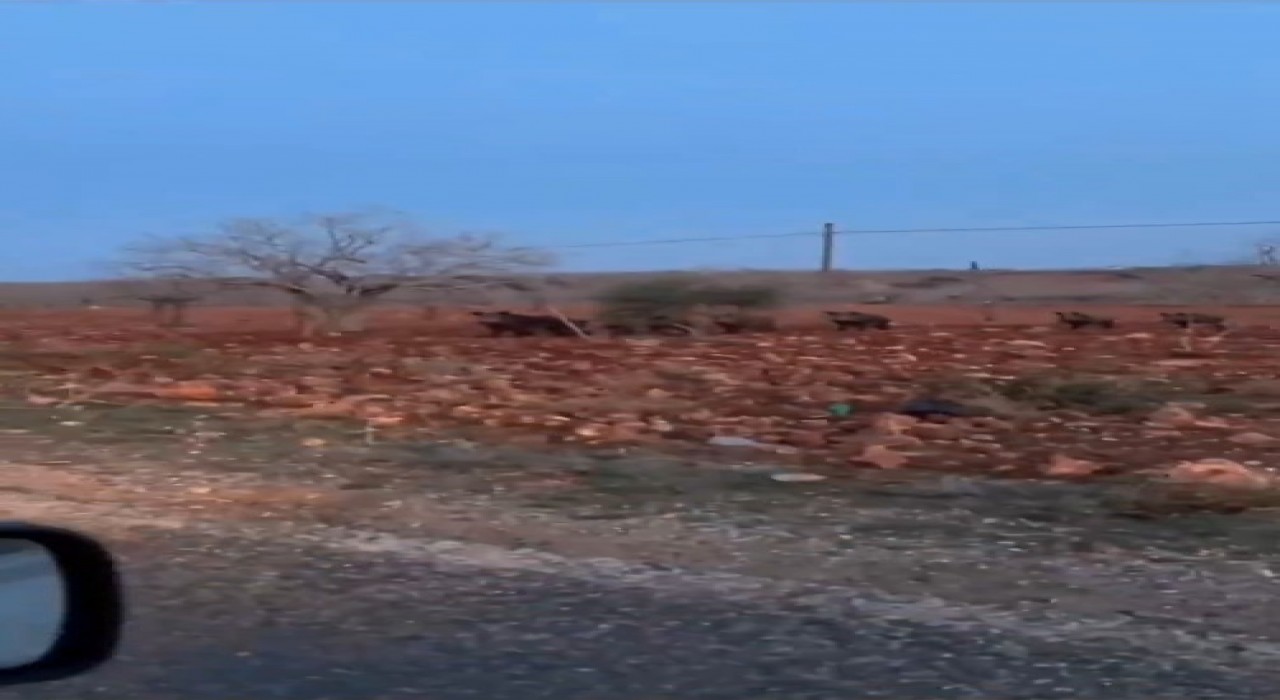 Fıstık tarlasında domuz sürüsü görüntülendi