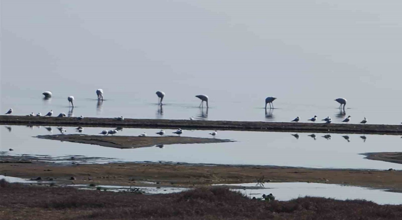 Flamingolar göç yolunda İznik Gölünde mola verdi