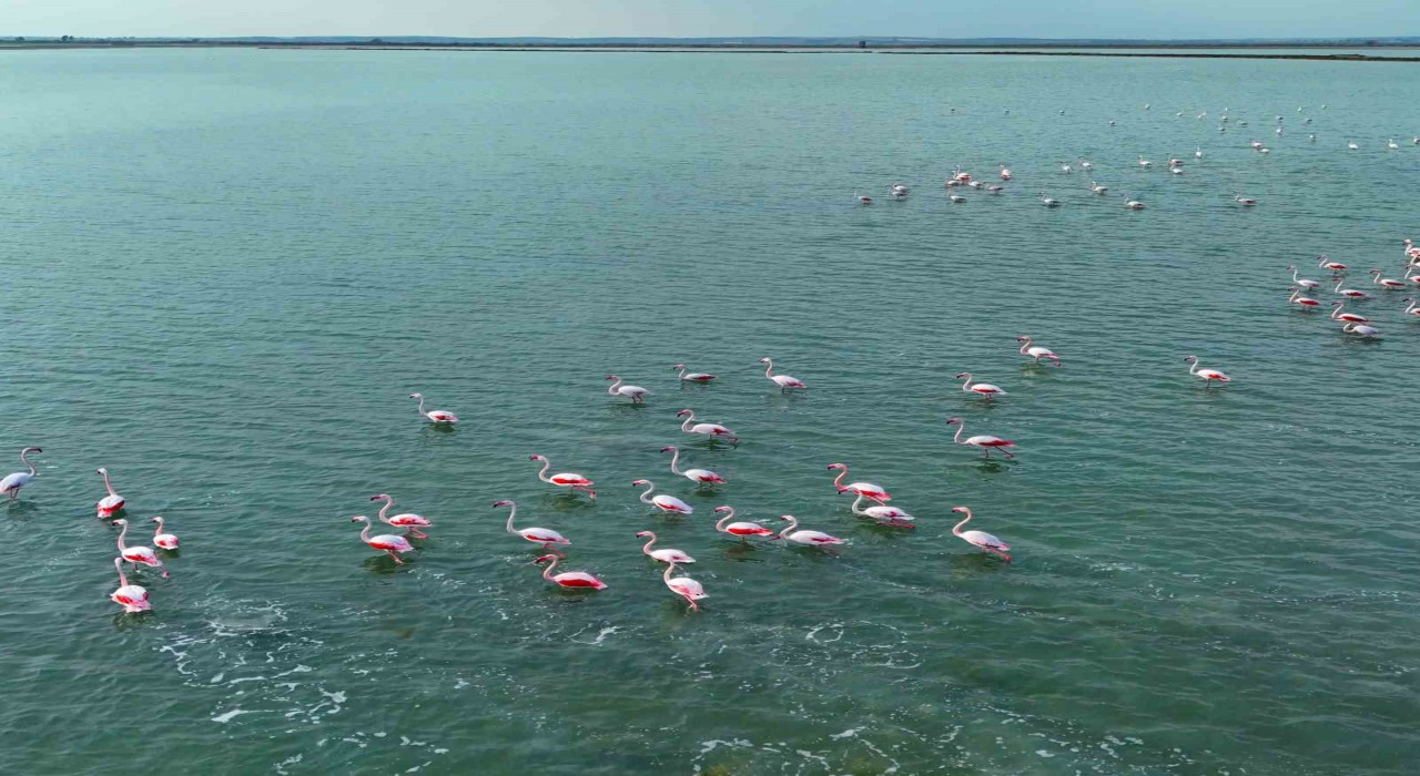 Flamingoların görsel şöleni