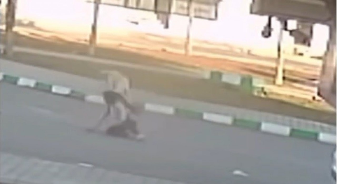 Gaziantepte 3 öğrenciye sokak köpekleri saldırdı