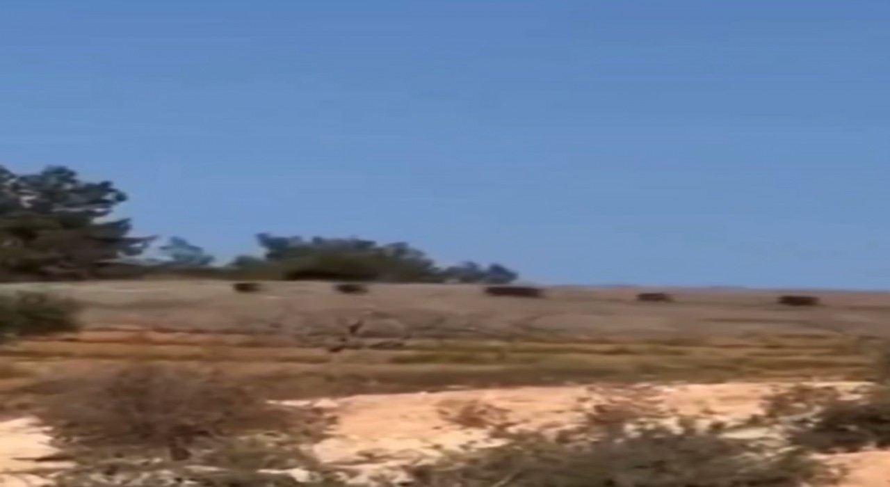 Gaziantepte domuz sürüsü panik oluşturdu