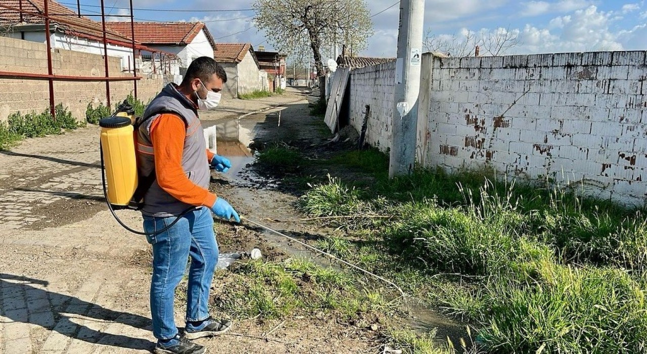 Germencikte ilaçlama çalışmaları sürüyor