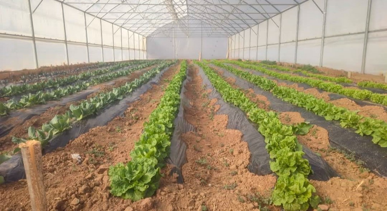 Giresunda seracılık projesi ilk meyvelerini verdi