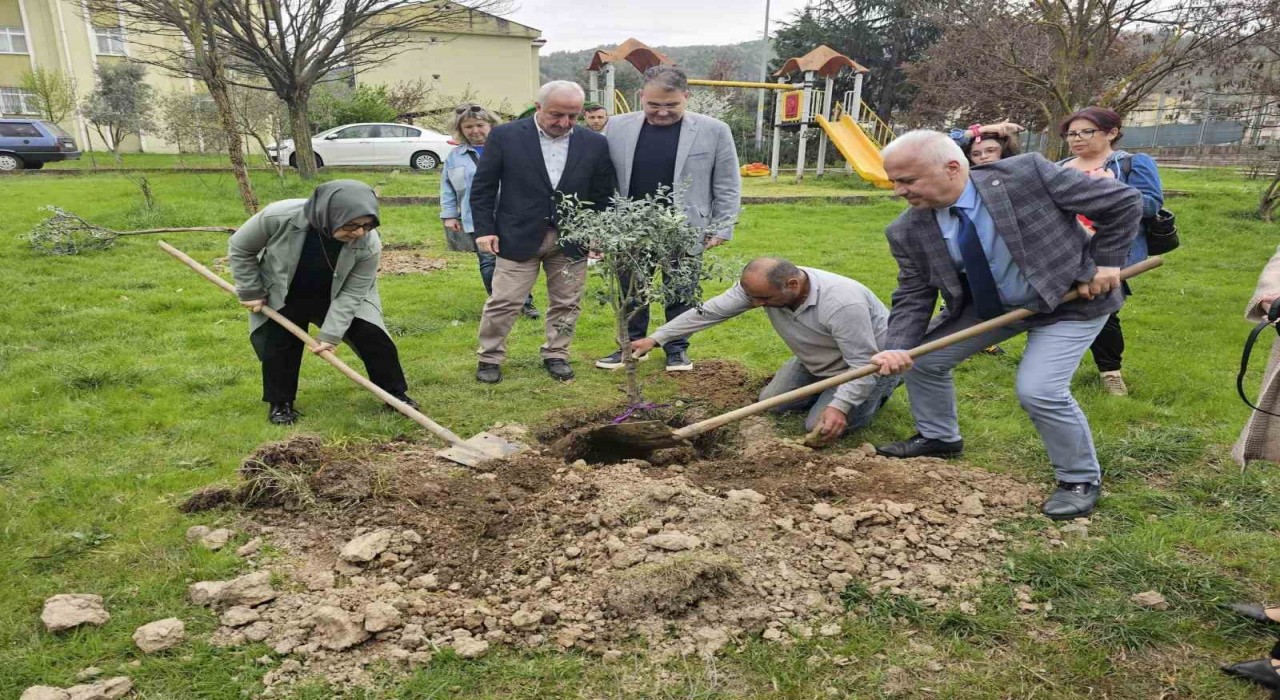 Gölcükte zeytin ağaçları toprakla buluştu