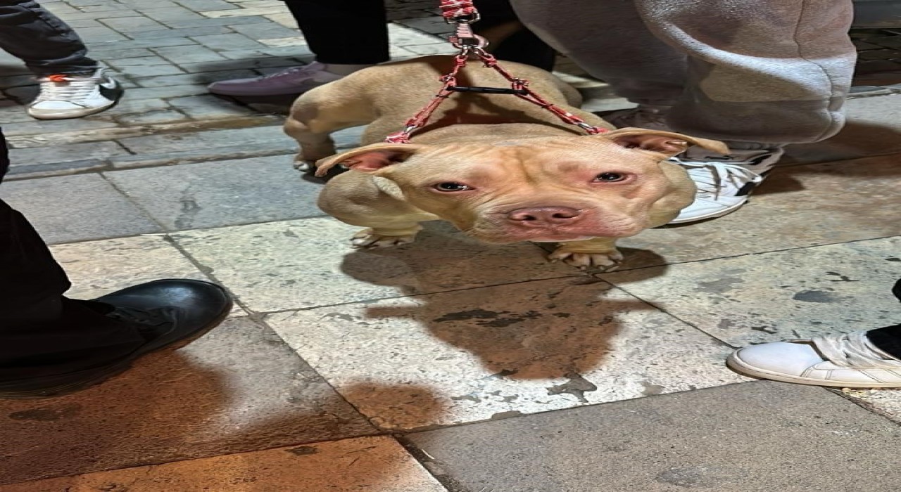 Gümüşhanede yasaklı ırk köpek gezdiren şahsa 76 bin TL ceza