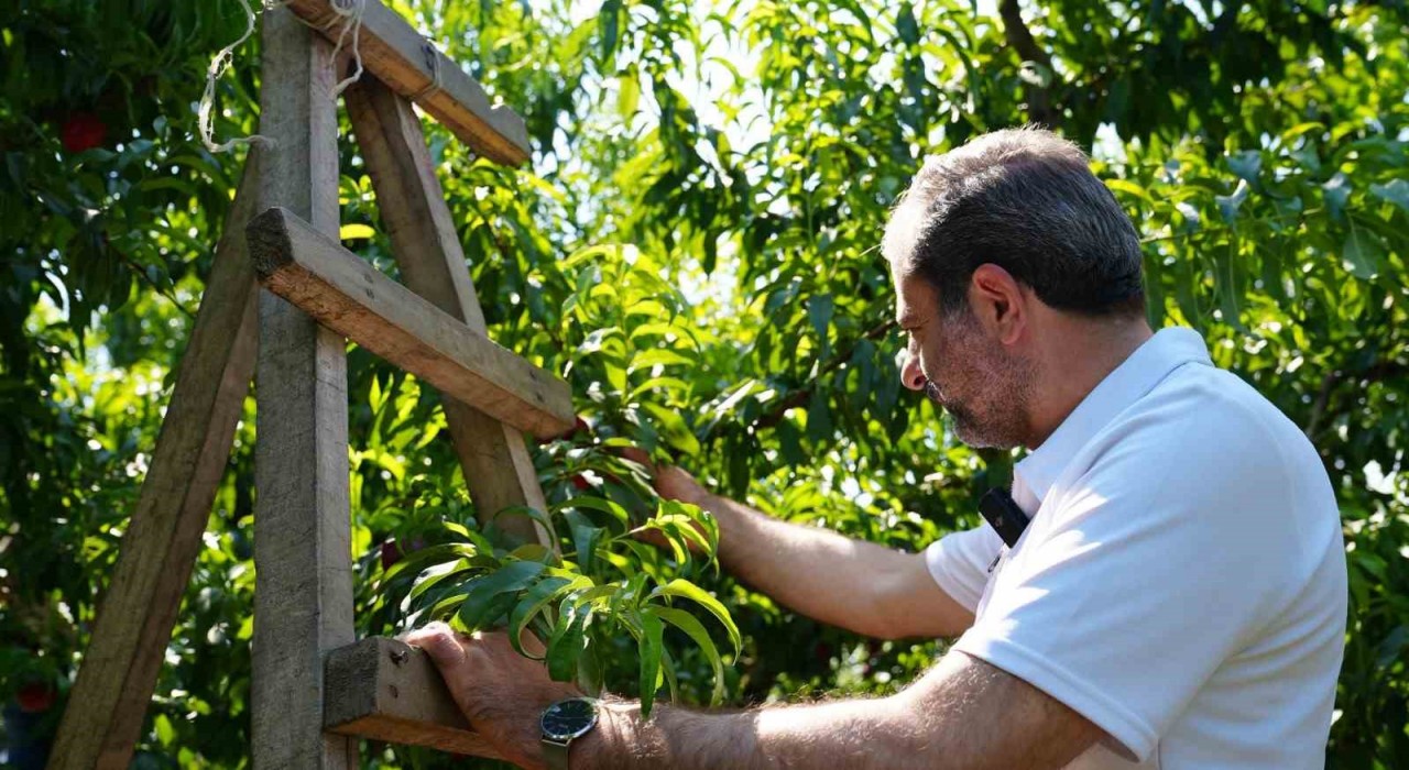 Gürsuda ilçe tarımını dönüştürecek yeni proje