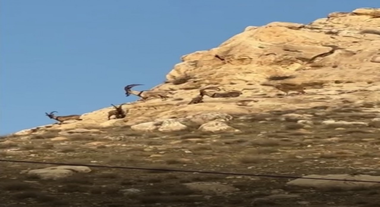 Hasankeyfte dağ keçileri görüntülendi
