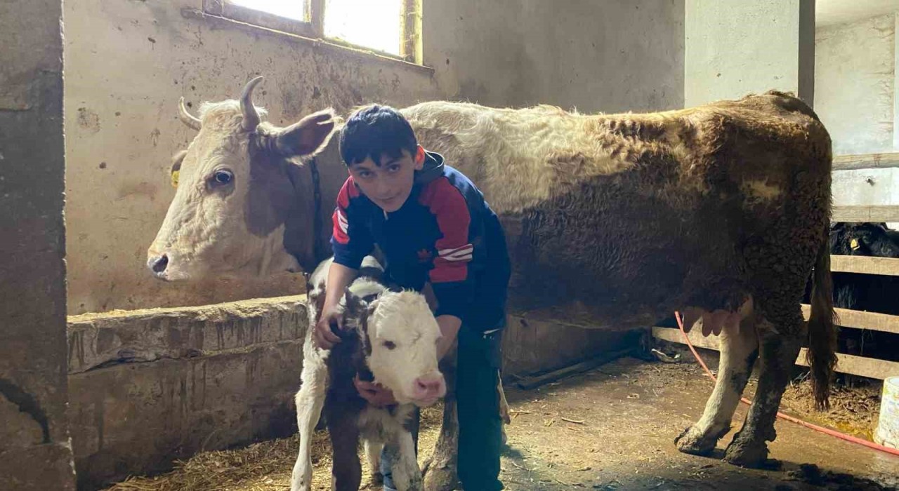 Hasta buzağısı Korkmasın diye kamyonetin kasasında sarılarak yalnız bırakmadı