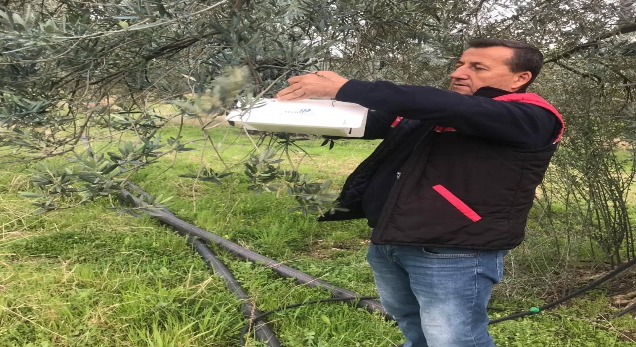 Havranda zeytin güvesi alarmı