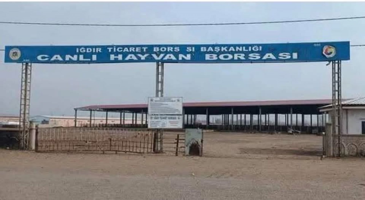 Iğdırda hayvan pazarı açılıyor