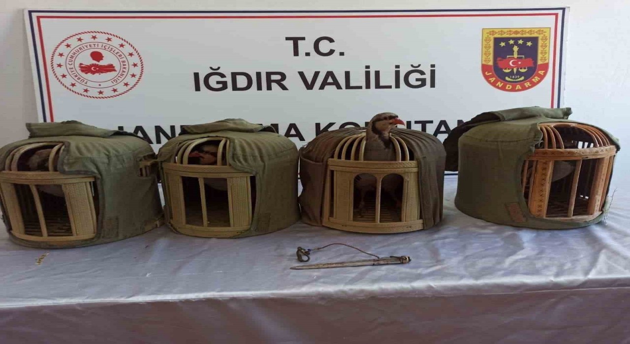 Iğdırda kınalı keklik avcılarına 402 bin 825 lira ceza