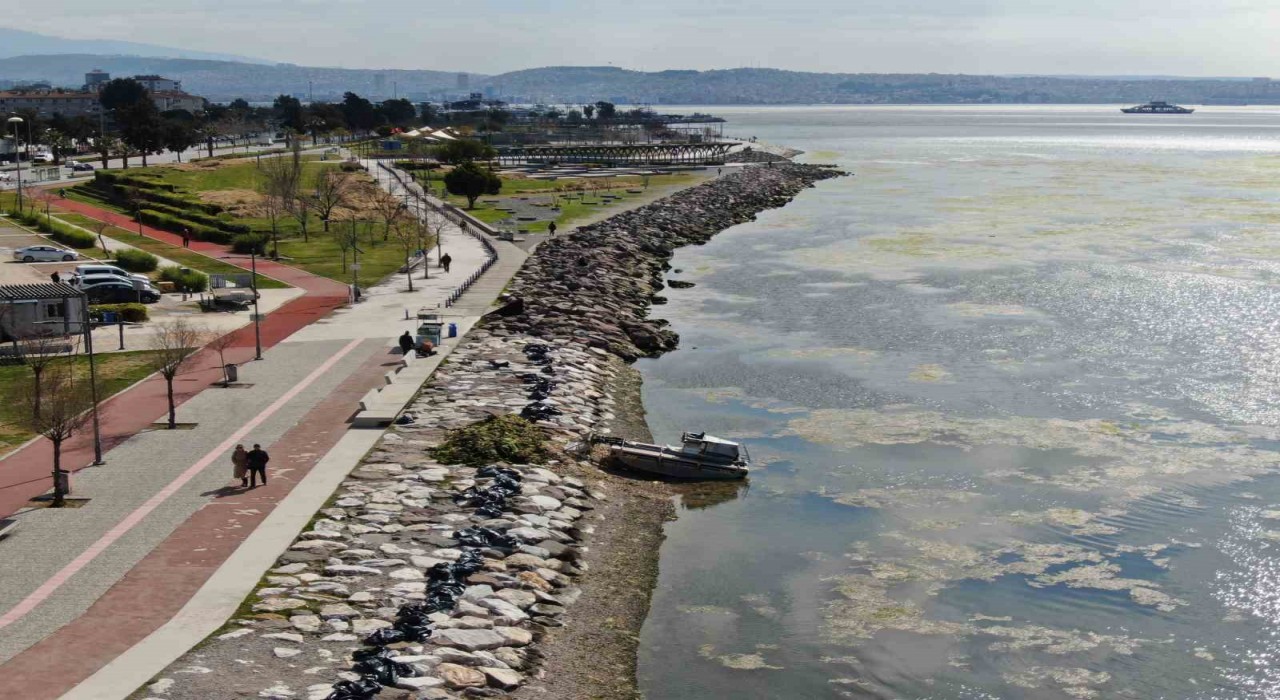 İzmir Bostanlı sahilini deniz marulu sardı
