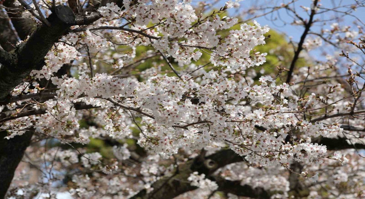 Japonyanın simgesi Sakuralar Tokyoda görsel şölen yaşattı