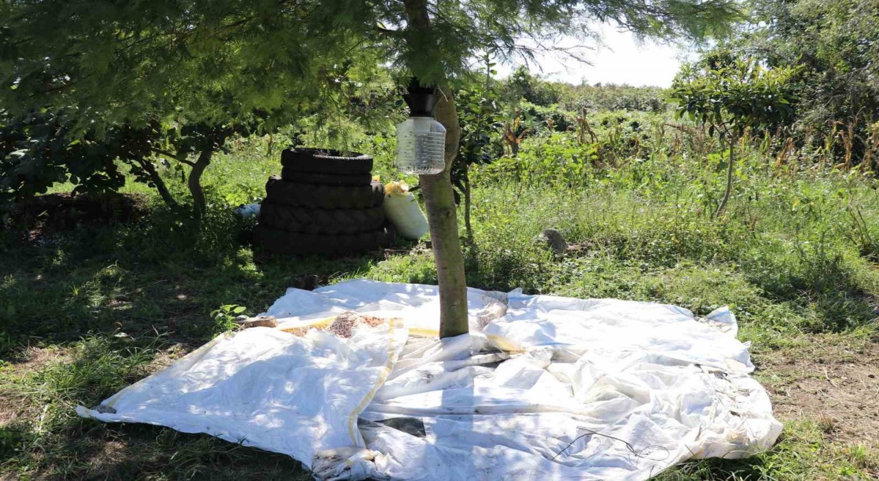 Kahverengi kokarcada cezbet-öldür yöntemi ile mücadele: Kışlaklardan çıkışta kahverengi kokarcanın yönünü siz belirleyin