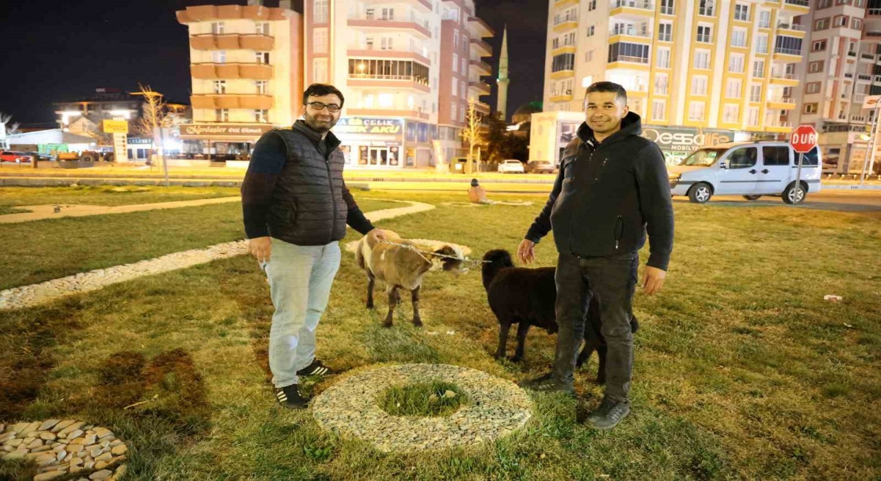 Kamyonetten yola düşen Mor Karaman ırkı koyunlar kaderine terk edildi