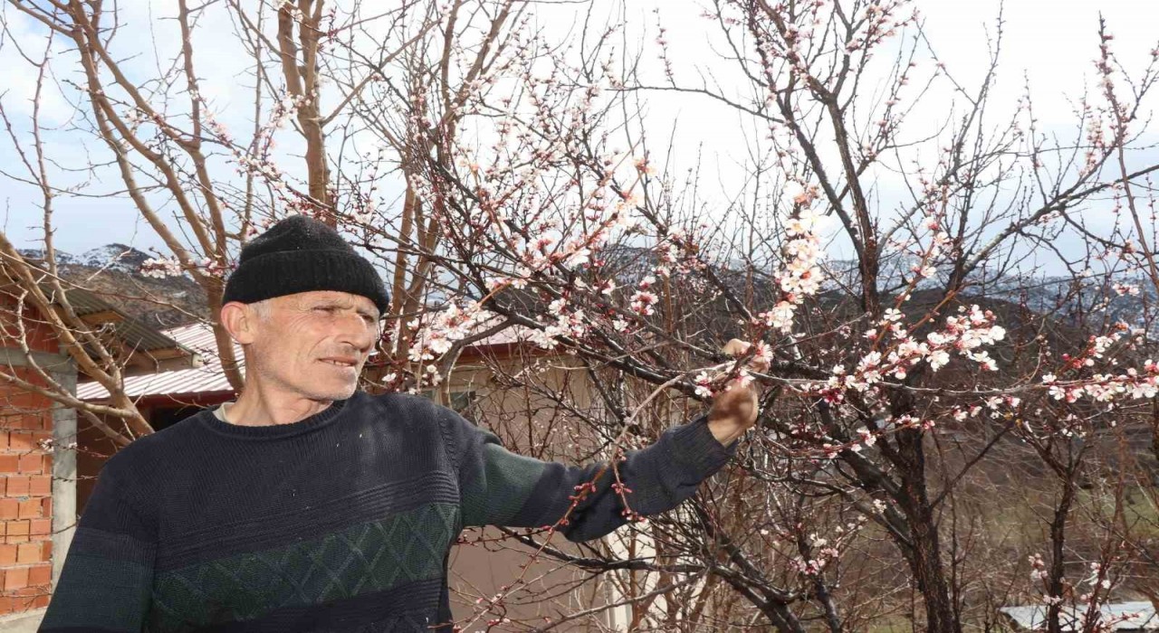 Kar yağışı meyve ağaçlarını üşüttü