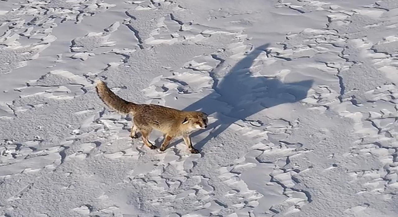 Karlı arazide yiyecek arayan tilkinin drone ile imtihanı
